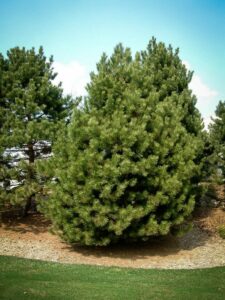 Сосна Чёрная (Pinus Nigra) купить по цене от 270.00р. в интернет-магазине «Посадика» с доставкой почтой в в Бокситогорске и по всей России – [изображение №1].