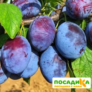 Слива Чачакская ранняя купить по цене от 229.00р. в интернет-магазине «Посадика» с доставкой почтой в в Бокситогорске и по всей России – [изображение №1].