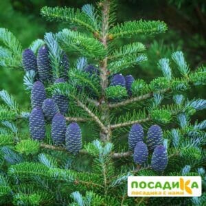 Пихта корейская (Abies koreana) купить по цене от 450.00р. в интернет-магазине «Посадика» с доставкой почтой в в Бокситогорске и по всей России – [изображение №1].