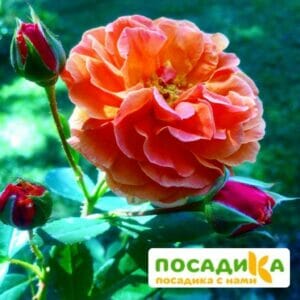 Роза Арабия купить по цене от 350.00р. в интернет-магазине «Посадика» с доставкой почтой в в Бокситогорске и по всей России – [изображение №1].