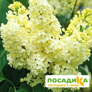 Сирень Примроуз (Primrose) купить по цене от 529.00р. в интернет-магазине «Посадика» с доставкой почтой в в Бокситогорске и по всей России – [изображение №1].