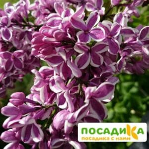 Сирень Сенсация купить по цене от 529.00р. в интернет-магазине «Посадика» с доставкой почтой в в Бокситогорске и по всей России – [изображение №1].