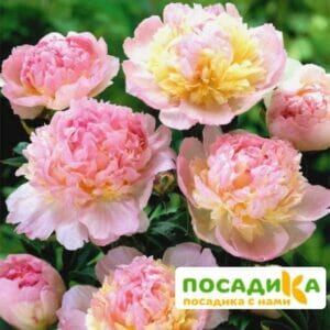 Пион Распберри Сандей (Paeonia Raspberry Sundae) купить по цене от 959р. в интернет-магазине «Посадика» с доставкой почтой в в Бокситогорске и по всей России – [изображение №1].