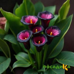 Калла Аура Лейс купить по цене от 400р. в интернет-магазине «Посадика» с доставкой почтой в в Бокситогорске и по всей России – [изображение №1].