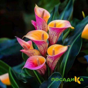Калла Оникс купить по цене от 450р. в интернет-магазине «Посадика» с доставкой почтой в в Бокситогорске и по всей России – [изображение №1].