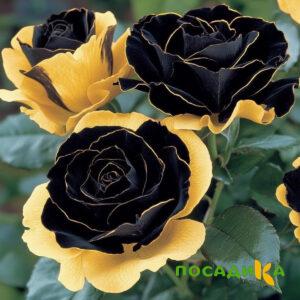 Роза Ханни Сикл купить по цене от 700р. в интернет-магазине «Посадика» с доставкой почтой в в Бокситогорске и по всей России – [изображение №1].