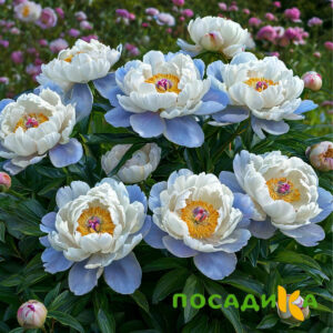 Пион акварельный Этюд купить по цене от 806р. в интернет-магазине «Посадика» с доставкой почтой в в Бокситогорске и по всей России – [изображение №1].