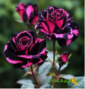 Роза Багровый Шепот купить по цене от 366р. в интернет-магазине «Посадика» с доставкой почтой в в Бокситогорске и по всей России – [изображение №1].