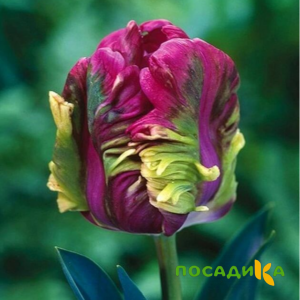 Тюльпан Экзотик Хэвен купить по цене от 186р. в интернет-магазине «Посадика» с доставкой почтой в в Бокситогорске и по всей России – [изображение №1].