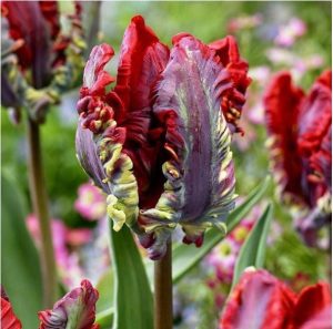 Тюльпан Рококо купить по цене от 350р. в интернет-магазине «Посадика» с доставкой почтой в в Бокситогорске и по всей России – [изображение №1].