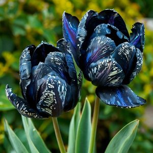 Тюльпан Блю Фог купить по цене от 500р. в интернет-магазине «Посадика» с доставкой почтой в в Бокситогорске и по всей России – [изображение №1].