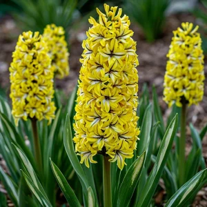 Гиацинт Сансет Голд купить по цене от 2099р. в интернет-магазине «Посадика» с доставкой почтой в в Бокситогорске и по всей России – [изображение №1].