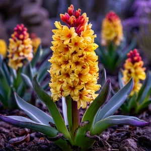 Гиацинт Миднайт Мистери купить по цене от 2099р. в интернет-магазине «Посадика» с доставкой почтой в в Бокситогорске и по всей России – [изображение №1].