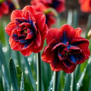 Нарцисс Эрличе купить по цене от 386р. в интернет-магазине «Посадика» с доставкой почтой в в Бокситогорске и по всей России – [изображение №1].