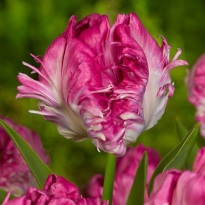 Тюльпан махровый Кул Кристал купить по цене от 400р. в интернет-магазине «Посадика» с доставкой почтой в в Бокситогорске и по всей России – [изображение №1].